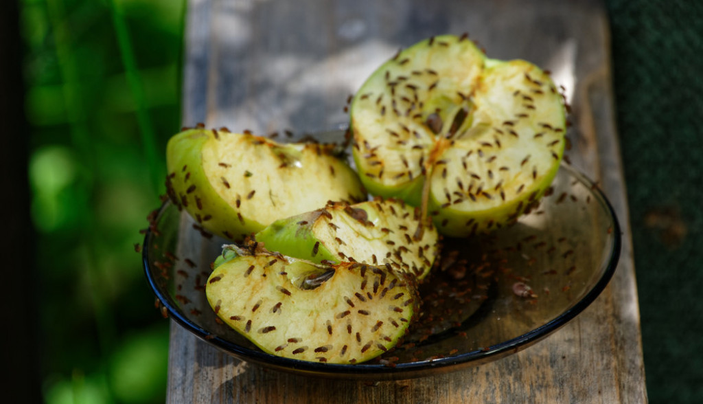 Voćne mušice u stanu: Oterajte ih zauvek pomoću zamke od 2 sastojka iz kuhinje