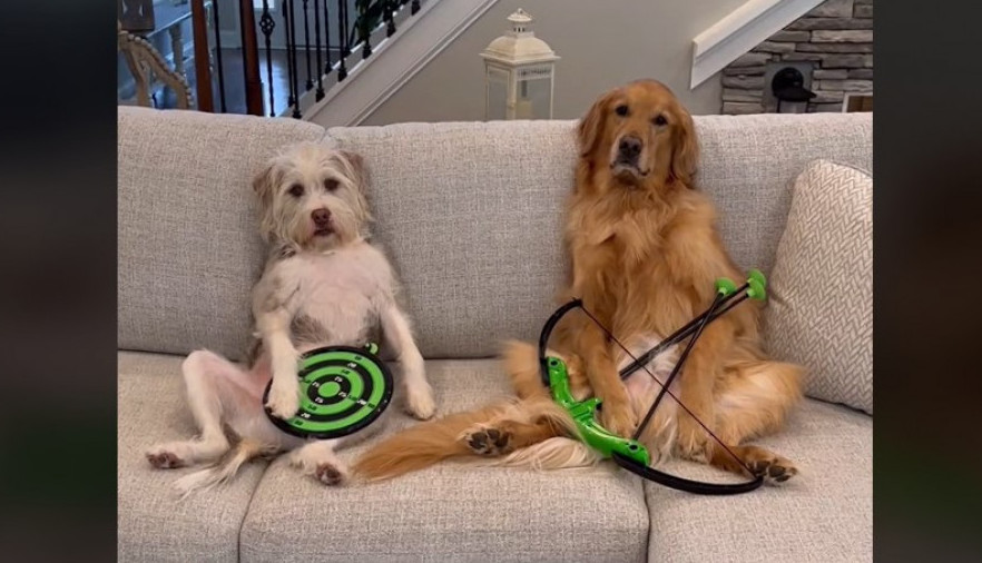 Ova dva psa gađaju strelom kao od šale: Veštinama bi postideli i sportiste na Olimpijadi!