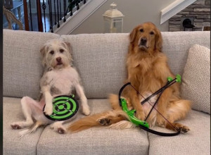 Ova dva psa gađaju strelom kao od šale: Veštinama bi postideli i sportiste na Olimpijadi!