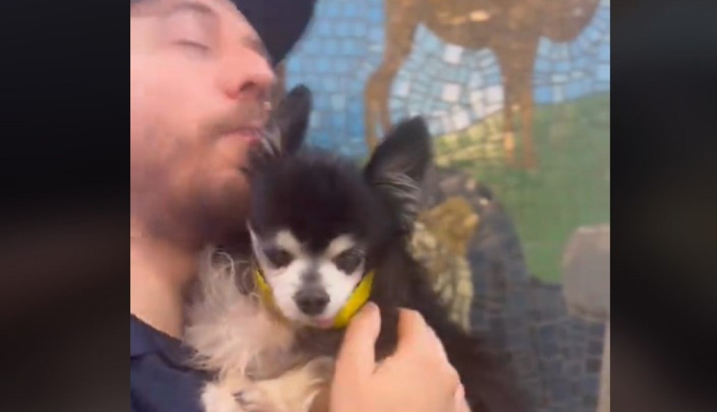 Je li to čivava ili dinosaurus? Vlasnica nije mogla da veruje kad joj veterinar saopštio koliko njen pas ima godina