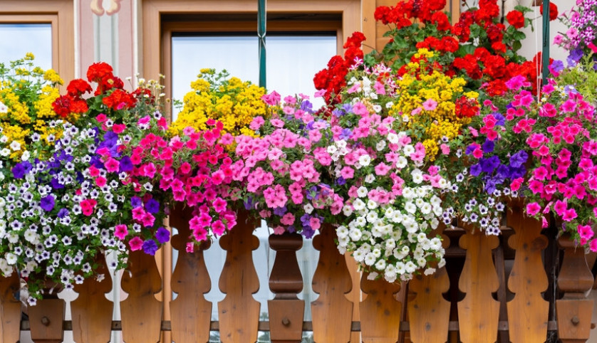 Lako se otarasila muke koju mnogi imaju: Zabola je šibice u saksije sa cvećem i odmah rešila problem