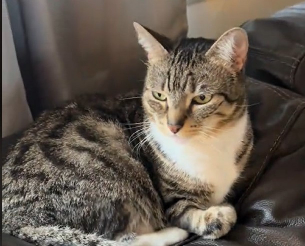 Mačka ima skoro 9 miliona pregleda: Svađa se sa svojim repom, urnebesan video je hit na internetu!