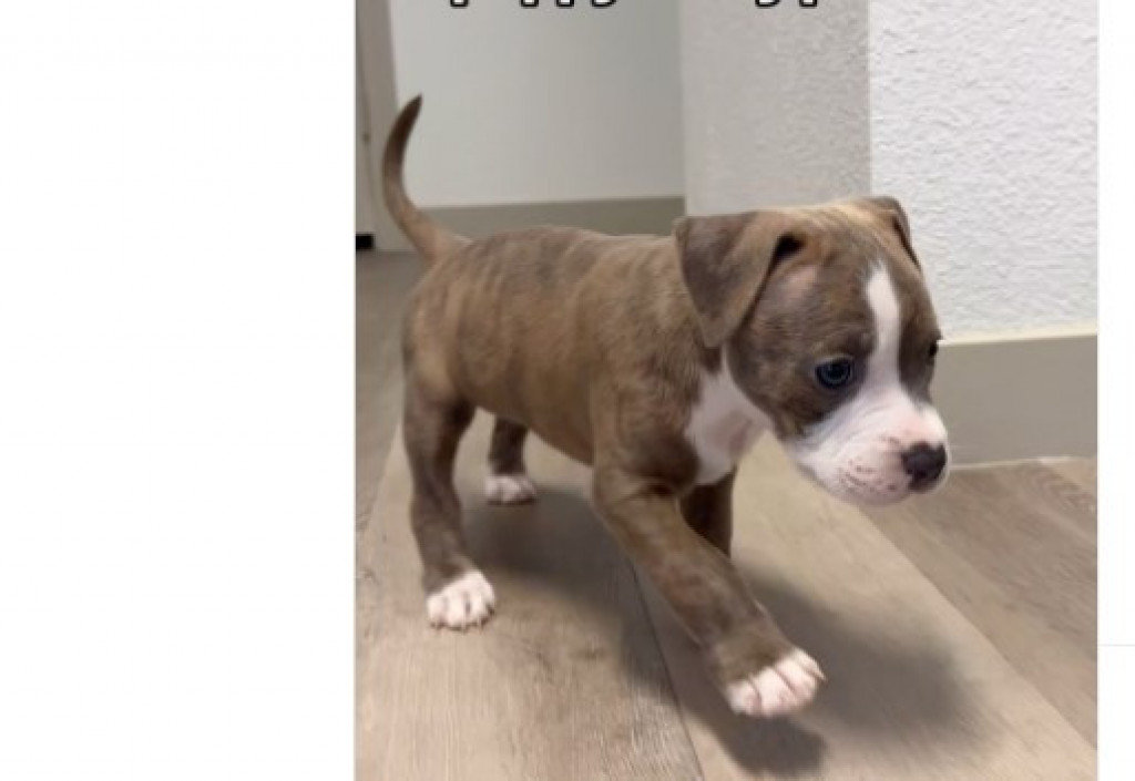 Ovo je nešto najslađe što ćete danas videti: Pit bul i pacov su najbolji prijatelji, raspilavili su milione ljudi!