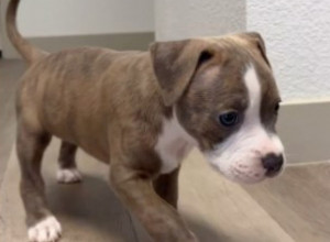 Ovo je nešto najslađe što ćete danas videti: Pit bul i pacov su najbolji prijatelji, raspilavili su milione ljudi!