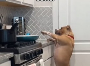 Njegova upornost je sve oduševila: Pas se svim silama trudio da dohvati omiljenu poslasticu, pogledajte da li je uspeo