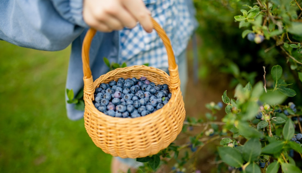 Reagujte na vreme, uključite ih u ishranu: 5 voćki koje mogu uticati na smanjenje insulinske rezistencije