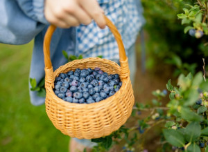 Reagujte na vreme, uključite ih u ishranu: 5 voćki koje mogu uticati na smanjenje insulinske rezistencije