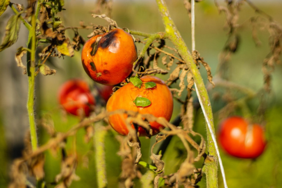 Počela invazija smrdibuba: 3 proverena načina da ih se rešite jednom za svagda