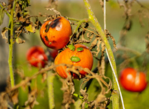 Počela invazija smrdibuba: 3 proverena načina da ih se rešite jednom za svagda