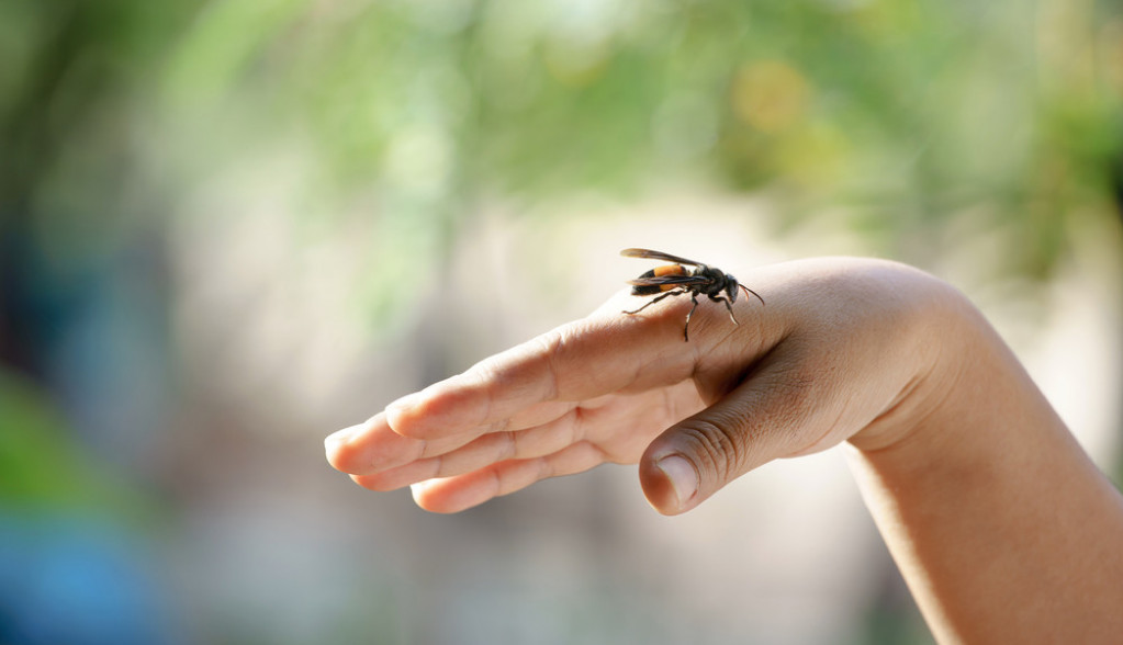 Prva pomoć za ujed pčele, ose i stršljena: Stavite ovo na bolno mesto i sve tegobe će brzo proći