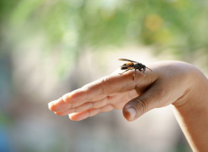 Prva pomoć za ujed pčele, ose i stršljena: Stavite ovo na bolno mesto i sve tegobe će brzo proći