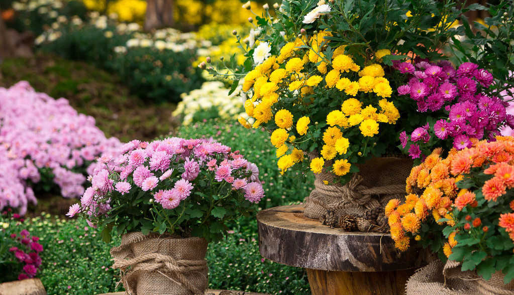 Jesenje cveće uspeva i u hladnim danima: Posadite ove 3 vrste, najtraženije su zbog raskošne lepote