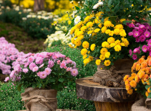 Zakopajte u zemlju jedan jeftin sastojak iz kuće: Biljke se neće sušiti, a bujaće do prvog mraza