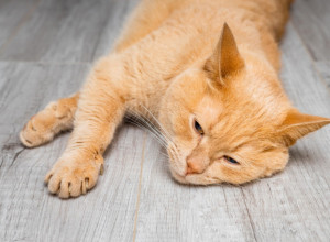 Zašto se vaš pas plaši mačaka? Odgovor skriven u biologiji?