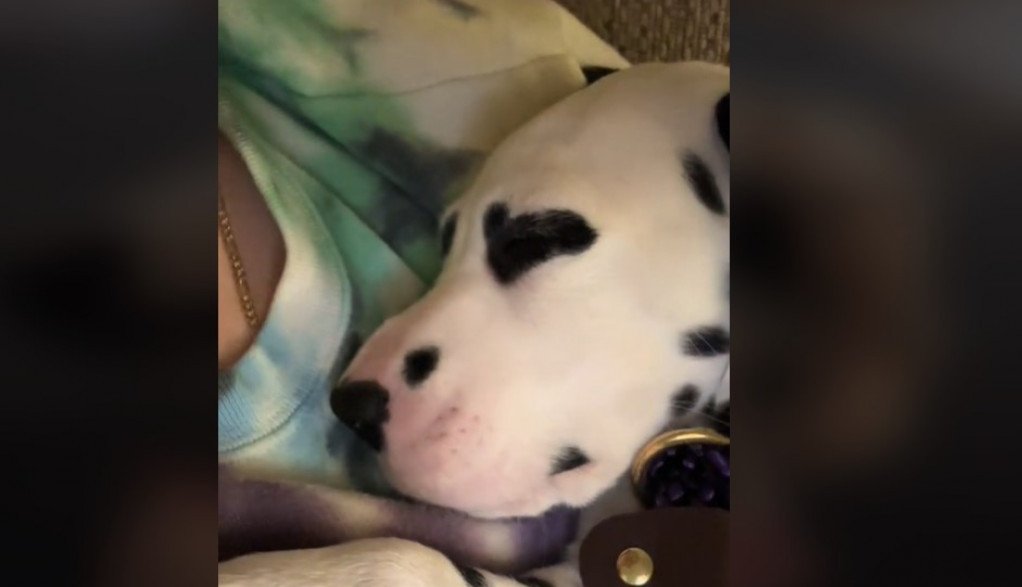 Pas sa najlepšim očima na svetu: Zbog neobične šare je prosto neodoljiv, osvojio je srca više od 60 miliona ljudi!