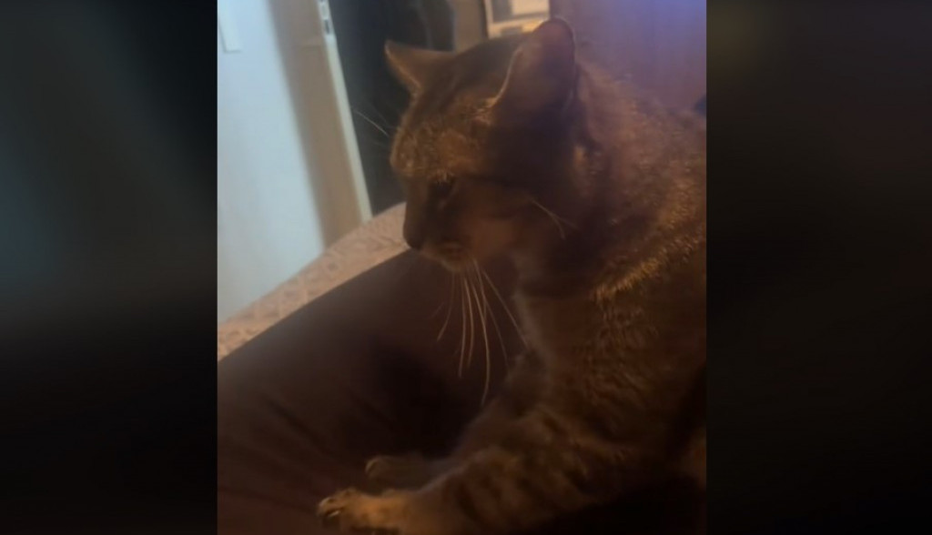 Znaju kad nešto nije u redu: Vlasnica je imala jak bol u stomaku, pogledajte šta je njena mačka uradila