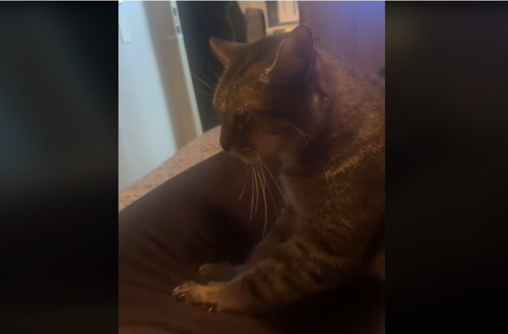 Znaju kad nešto nije u redu: Vlasnica je imala jak bol u stomaku, pogledajte šta je njena mačka uradila