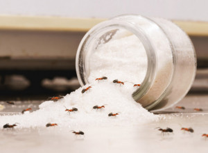 Mravi će zaobići vaš dom: Eksperti predlažu 4 potpuno prirodna načina da ih oterate zauvek, provereno deluju