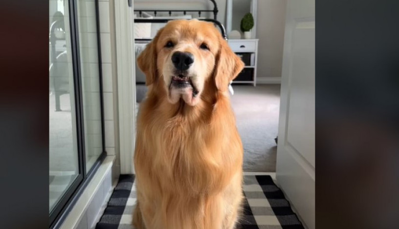 Presladak pas imitira vlasnicu u svemu: Oponaša je čak i kada stavlja masku na lice, njegova snalažljivost je za divljenje!