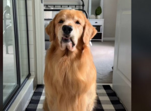 Presladak pas imitira vlasnicu u svemu: Oponaša je čak i kada stavlja masku na lice, njegova snalažljivost je za divljenje!