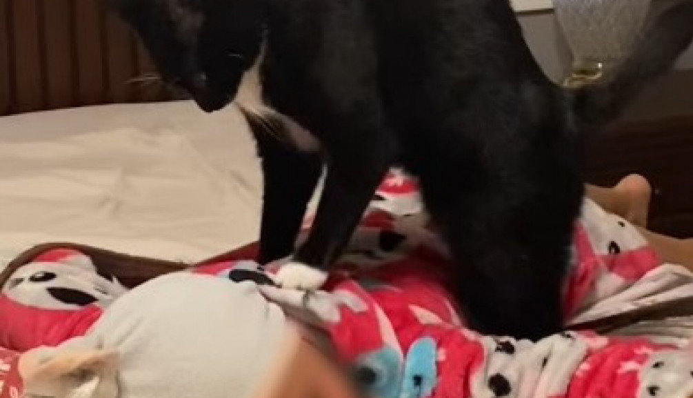 Ušla je u sobu i videla mačku da stoji na njenom detetu: Prizor koji je zatekla ju je zapanjio, šta se to desilo?