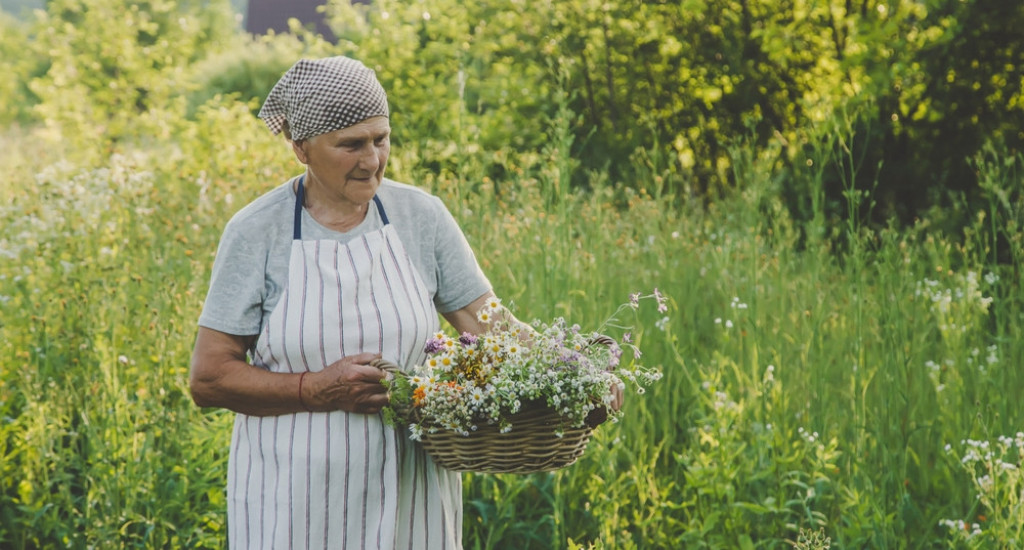 Spas posle prejedanja: Ova trava blagotvorno deluje na krvni pritisak i artritis