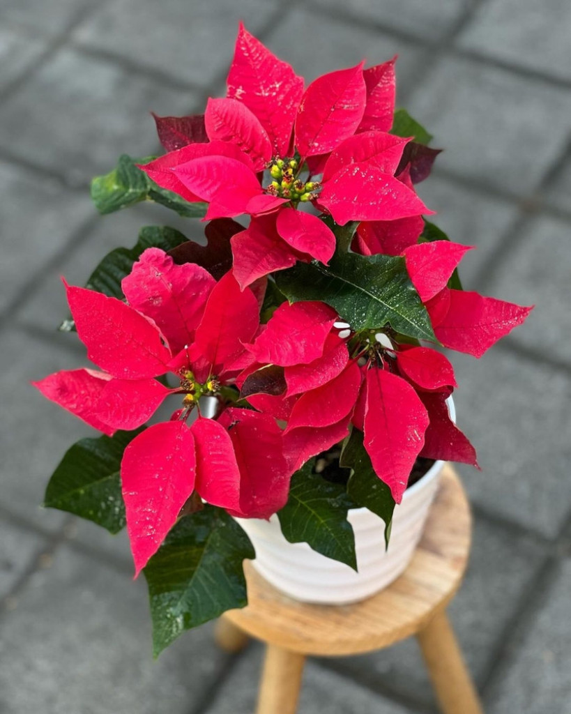 Božićna zvezda je kraljica praznika: Evo šta zapravo privlači u vaš život i gde je treba čuvati