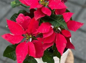 Božićna zvezda je kraljica praznika: Evo šta zapravo privlači u vaš život i gde je treba čuvati