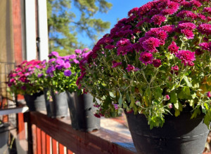 Sad je vreme da zasadite zimske ruže: Ova biljka će cvetati od novembra do aprila, uz jednu malu caku
