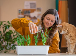 Jerftino, a neverovatno koristno: Đumbir se lako može gajiti u kućnim uslovima i uživati u svežim čajevima i smutijim