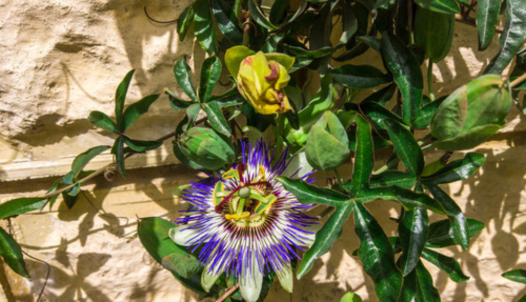 Čaj od ove moćne biljke umiruje i ublažava anksioznost: Koristi se i kod problema sa želucem, a evo kako se priprema