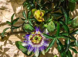 Čaj od ove moćne biljke umiruje i ublažava anksioznost: Koristi se i kod problema sa želucem, a evo kako se priprema