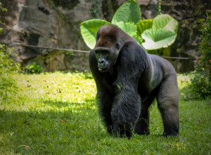 Majmuni u borbi protiv virusa: Ova vrsta ima mogućnost da pomogne u otkrivanju novih lekova, tvrde naučnici