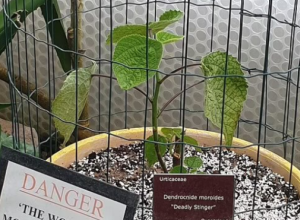 Ubod može boleti mesecima, zbog toga ju je najbolje držati u kavezu: Najopasnija biljka na svetu raste na jednom mestu, nikako je ne pipajte