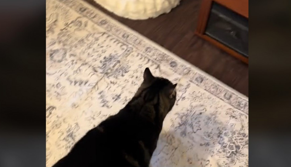 Mačak Milo je prosto neodoljiv: Mnogo se naljuti ako ovaj uređaj u kući nije uključen, pogledajte šta tada radi