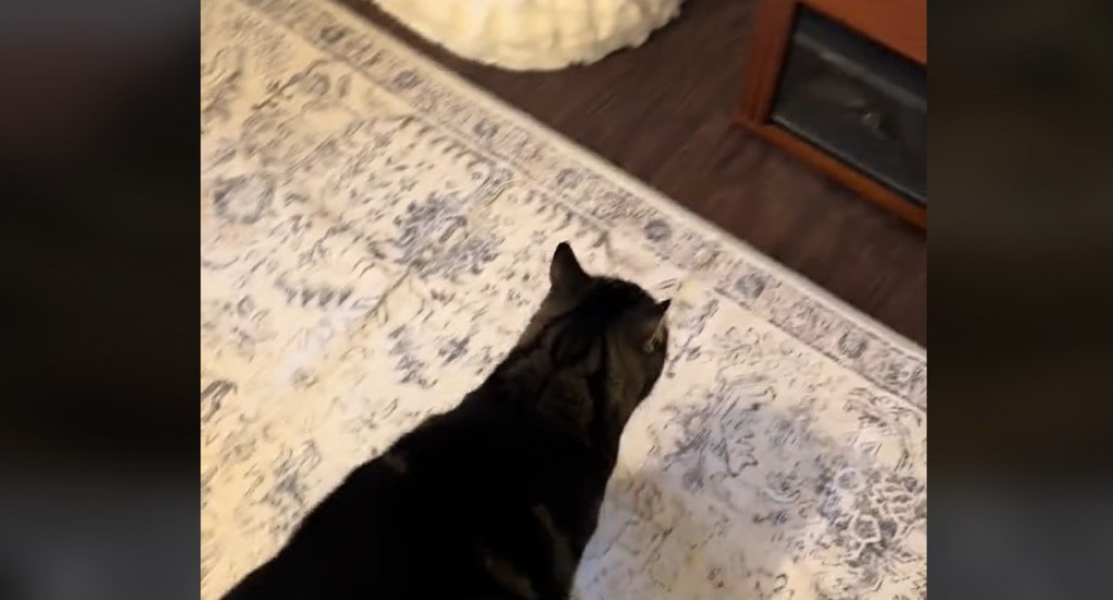 Mačak Milo je prosto neodoljiv: Mnogo se naljuti ako ovaj uređaj u kući nije uključen, pogledajte šta tada radi