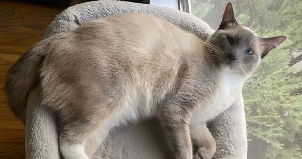 Mačak se vratio kući posle tri meseca: Sam je prešao više od 1.100 kilometara, proglasili ga herojem!