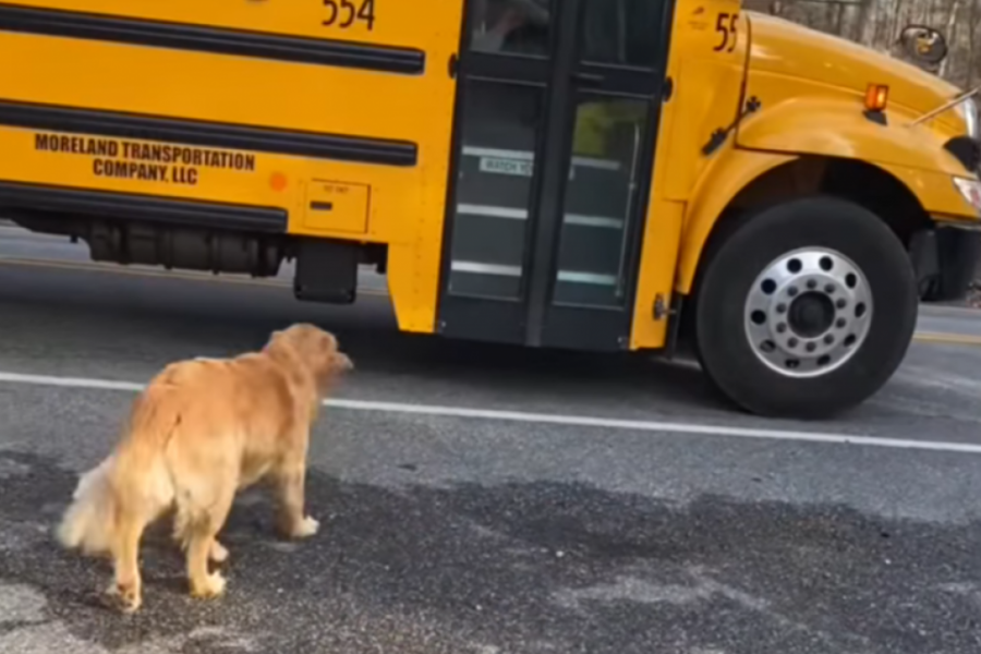 Istopiće se i najtvrđa srca od ovog prizora: Ono šta je zlatni retriver uradio za devojčicu odmah tera suze na oči