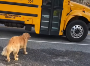 Istopiće se i najtvrđa srca od ovog prizora: Ono šta je zlatni retriver uradio za devojčicu odmah tera suze na oči