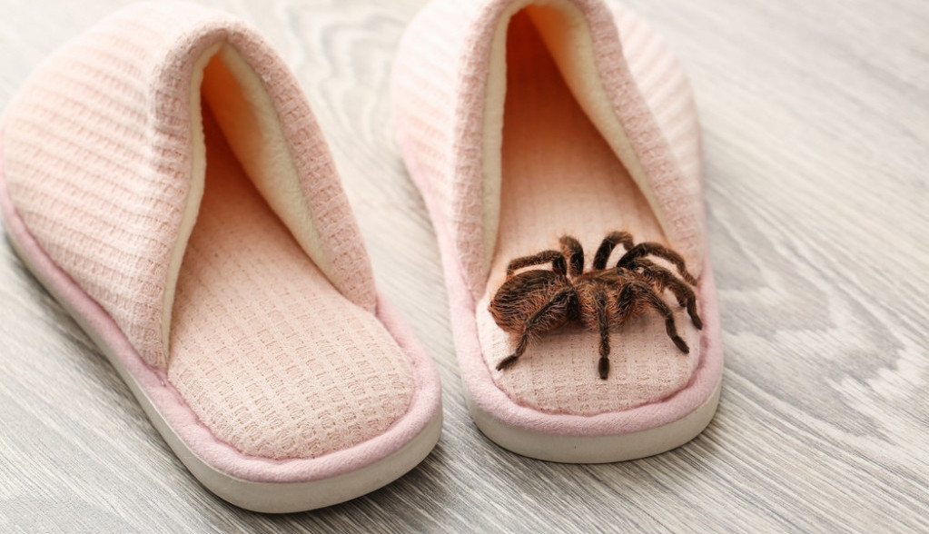 Od njih pauci beže kao bez glave: Ove 2 biljke će ih oterati iz vaše kuće, nećete ih više viđati po ćoškovima!