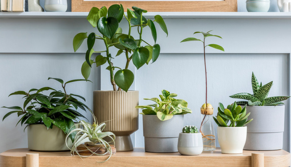 Ko ima ovu biljku, pare mu se samo slivaju u džep! Veruje se da poboljšava finansijsku situaciju ukućana