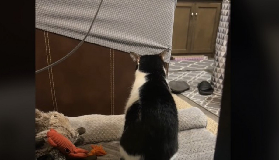 Ova scena nije za osetljive duše: Trenutak kada mačak shvati da je njegov najbolji prijatelj uginuo slomiće vam srce