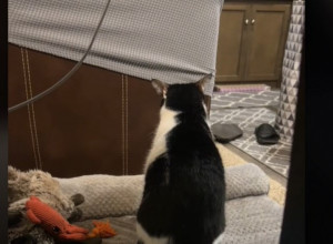 Ova scena nije za osetljive duše: Trenutak kada mačak shvati da je njegov najbolji prijatelj uginuo slomiće vam srce