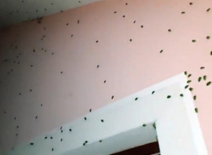 "Smrdibube mi napale kuću": Čovek iz Inđije doživeo pravi horor, zidovi se crne od insekata, eko kako sprečiti najezdu