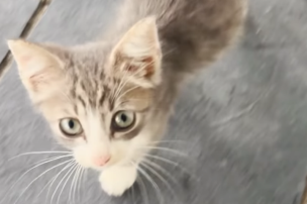 ,,Jedva da je bio živ": Slavna pevačica podelila kako se izborila za život mačeta, neverovatno je zahvalna na ovoj stvari