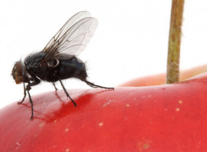 Otarasite se muva zauvek: Uz ovaj moćan trik će postati deo vaše prošlosti, potrebna su samo 2 sastojka