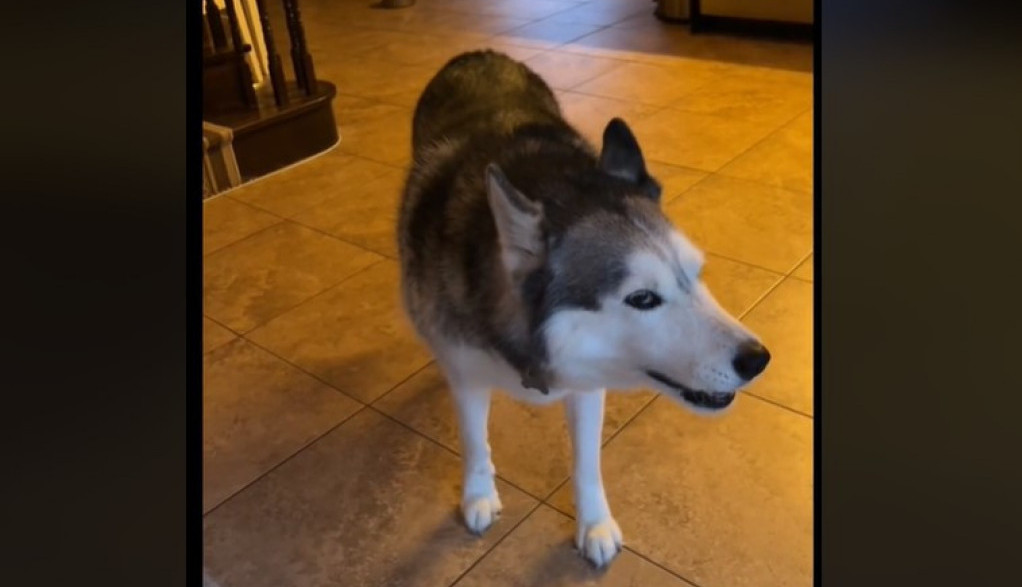 Za sve je kriva lopta: Pas se posvađao s vlasnicom, njihova rasprava je do suza nasmejala ljude