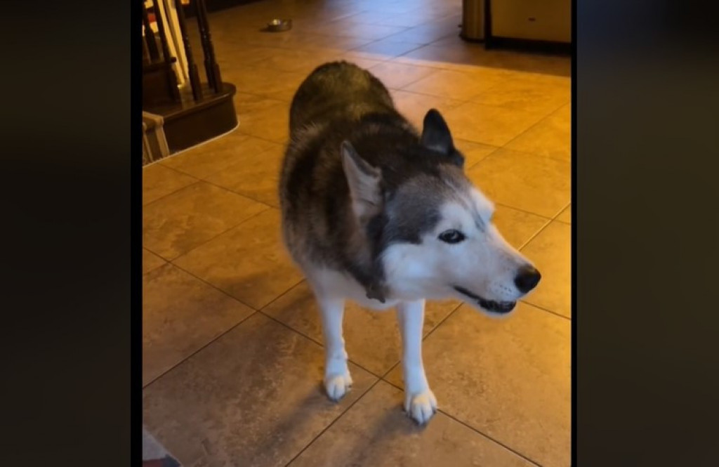 Za sve je kriva lopta: Pas se posvađao s vlasnicom, njihova rasprava je do suza nasmejala ljude