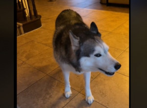 Za sve je kriva lopta: Pas se posvađao s vlasnicom, njihova rasprava je do suza nasmejala ljude