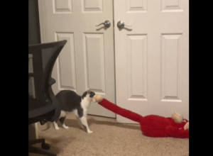 „Spavaj s jednim otvorenim okom“: Čovek je isterao mačku iz kreveta, a ona je u znak osvete uradila nešto strašno